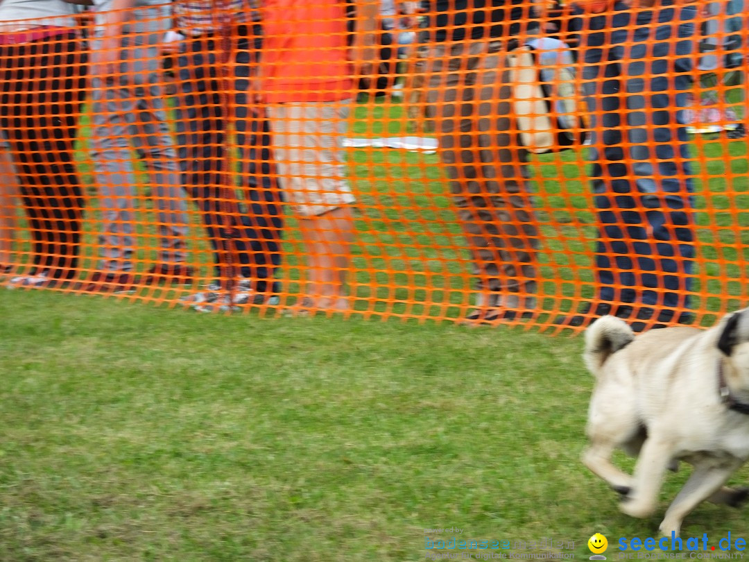 Struppirennen im Tierschutzverein: Bad-Saulgau, 04.09.2016