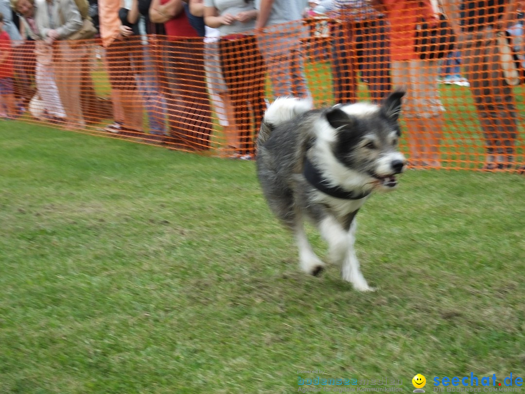 Struppirennen im Tierschutzverein: Bad-Saulgau, 04.09.2016