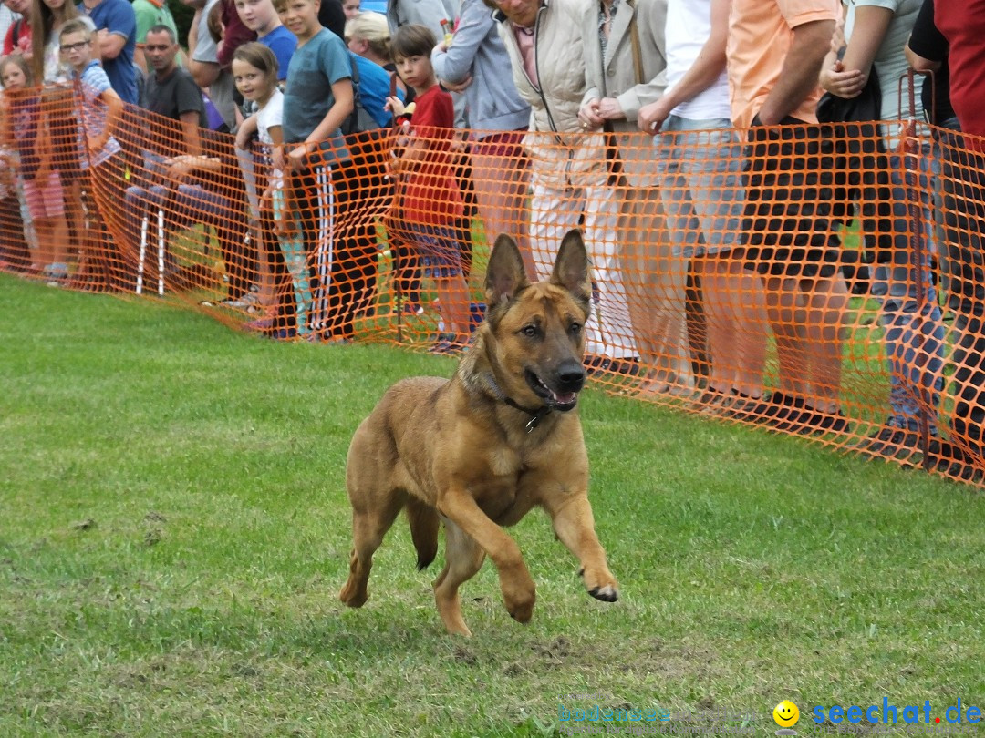 Struppirennen im Tierschutzverein: Bad-Saulgau, 04.09.2016