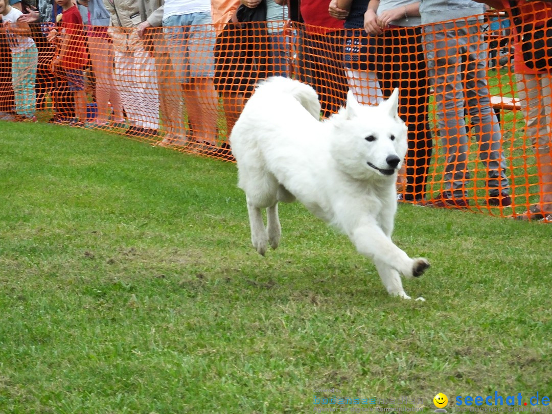 Struppirennen im Tierschutzverein: Bad-Saulgau, 04.09.2016