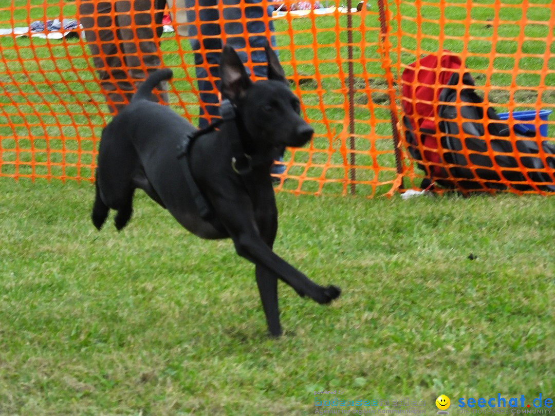 Struppirennen im Tierschutzverein: Bad-Saulgau, 04.09.2016