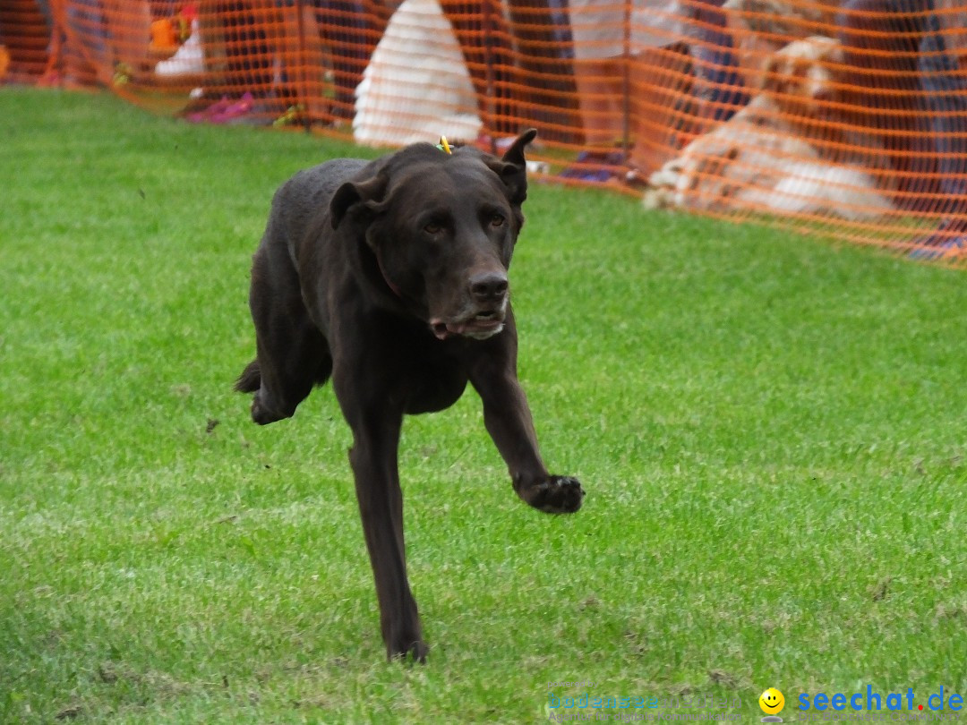 Struppirennen im Tierschutzverein: Bad-Saulgau, 04.09.2016