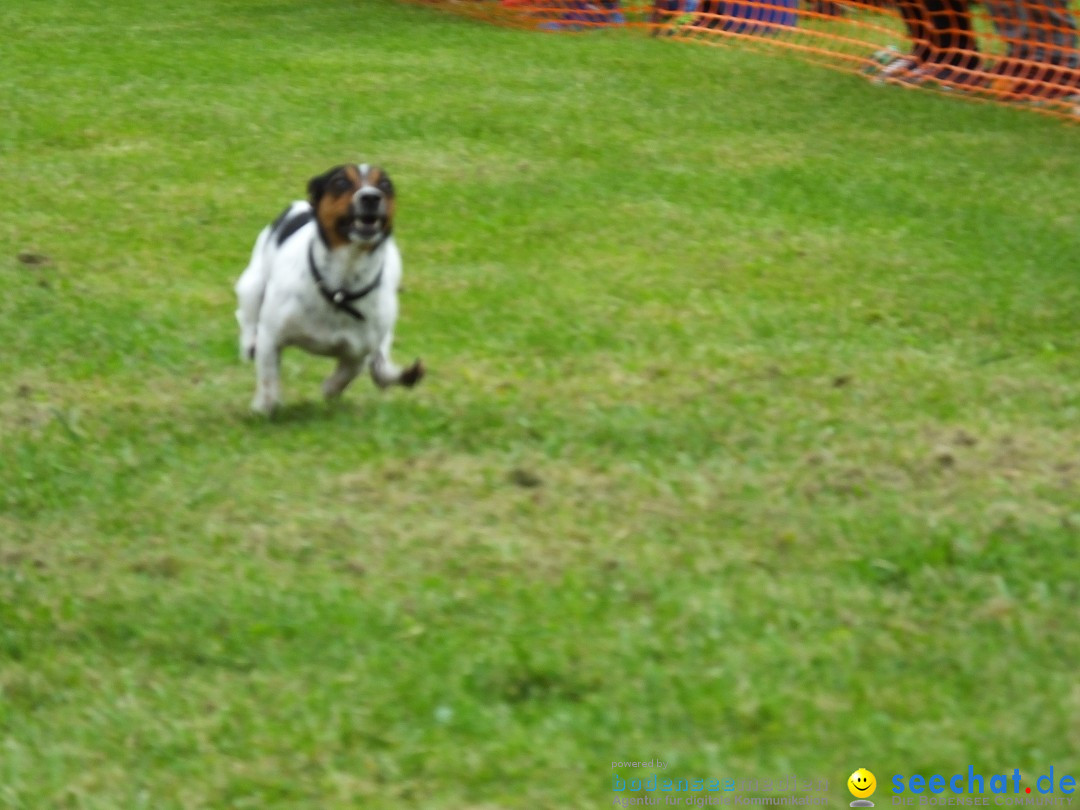 Struppirennen im Tierschutzverein: Bad-Saulgau, 04.09.2016