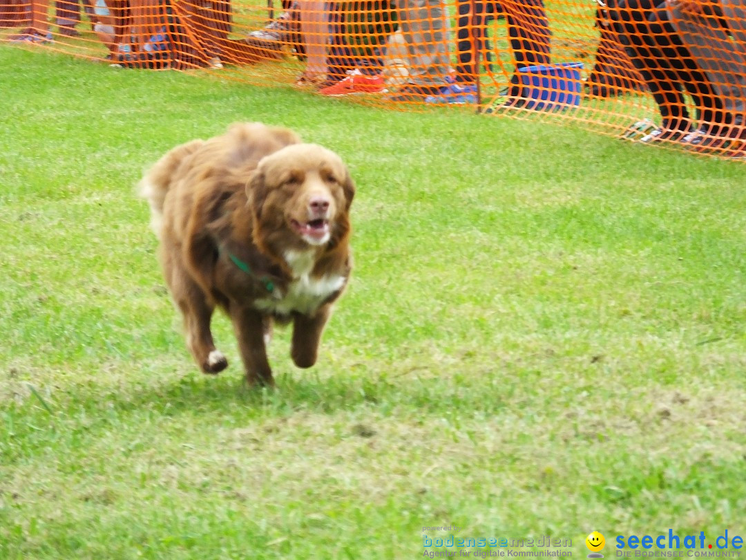 Struppirennen im Tierschutzverein: Bad-Saulgau, 04.09.2016