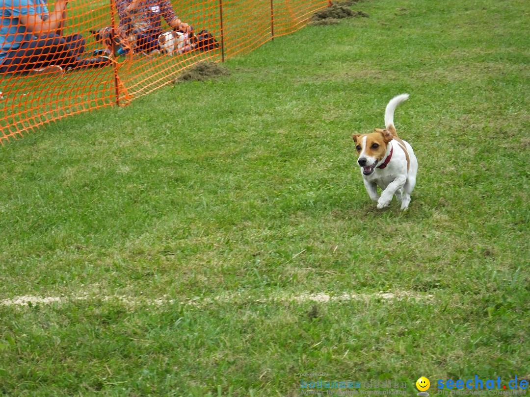 Struppirennen im Tierschutzverein: Bad-Saulgau, 04.09.2016