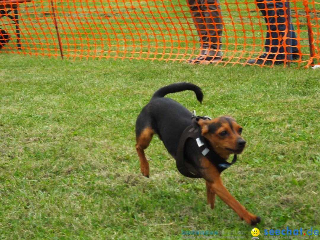 Struppirennen im Tierschutzverein: Bad-Saulgau, 04.09.2016