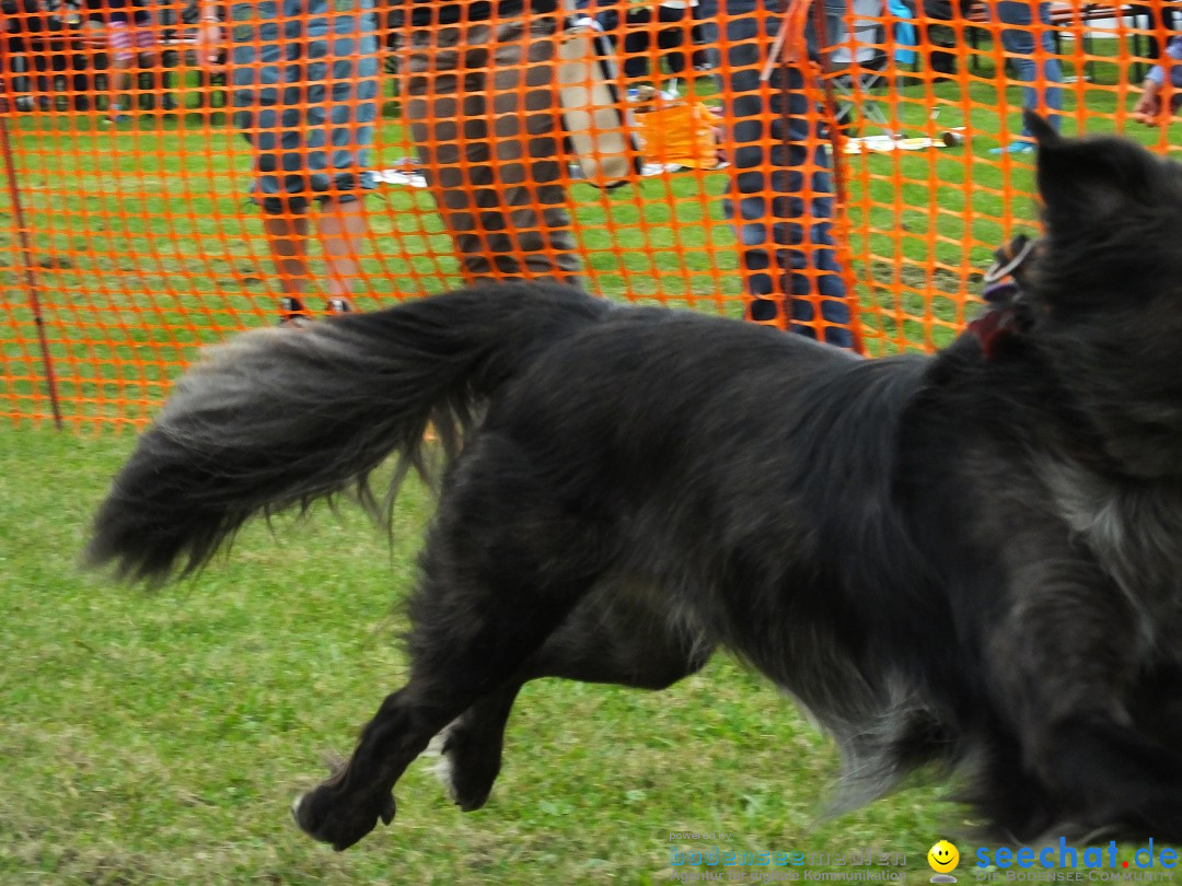 Struppirennen im Tierschutzverein: Bad-Saulgau, 04.09.2016