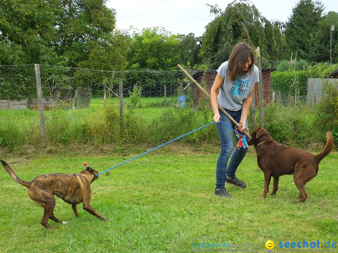 Struppirennen im Tierschutzverein: Bad-Saulgau, 04.09.2016