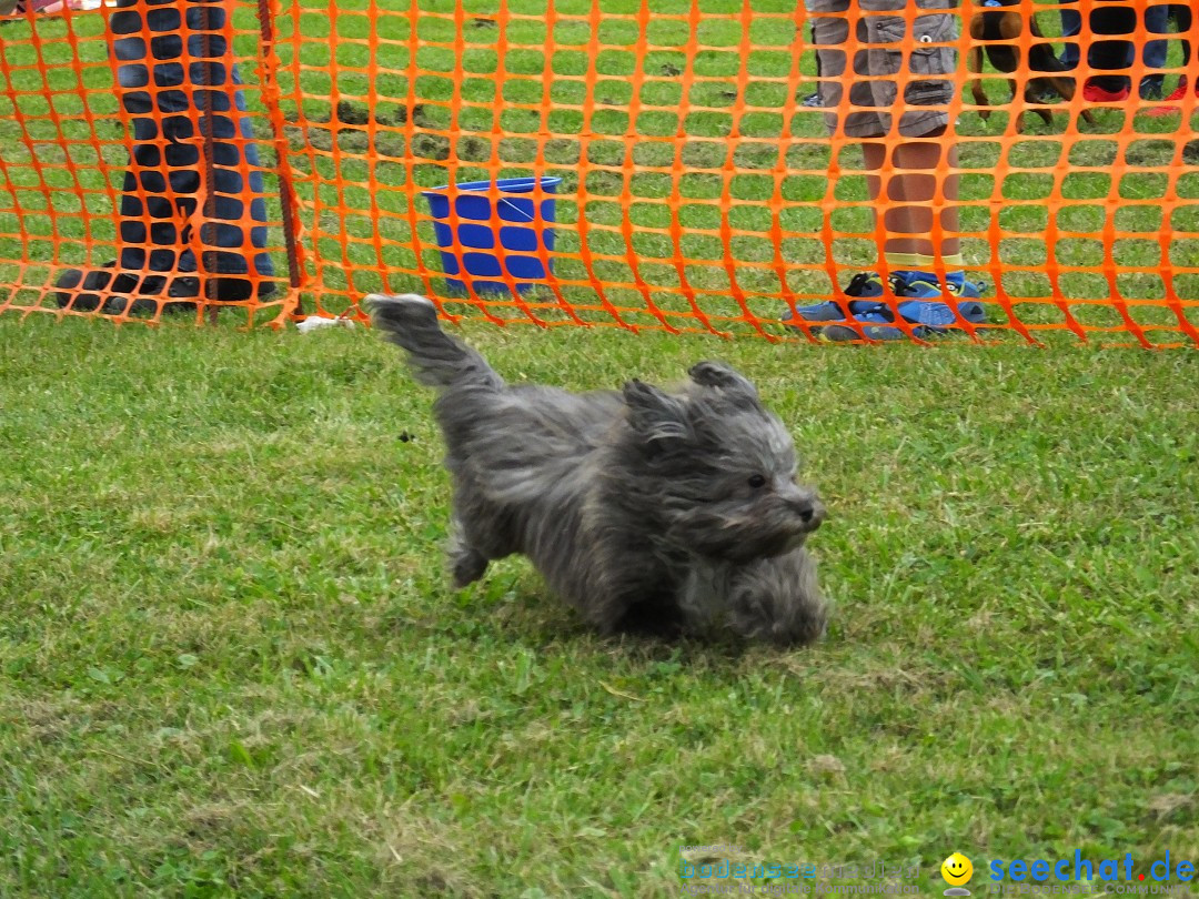 Struppirennen im Tierschutzverein: Bad-Saulgau, 04.09.2016