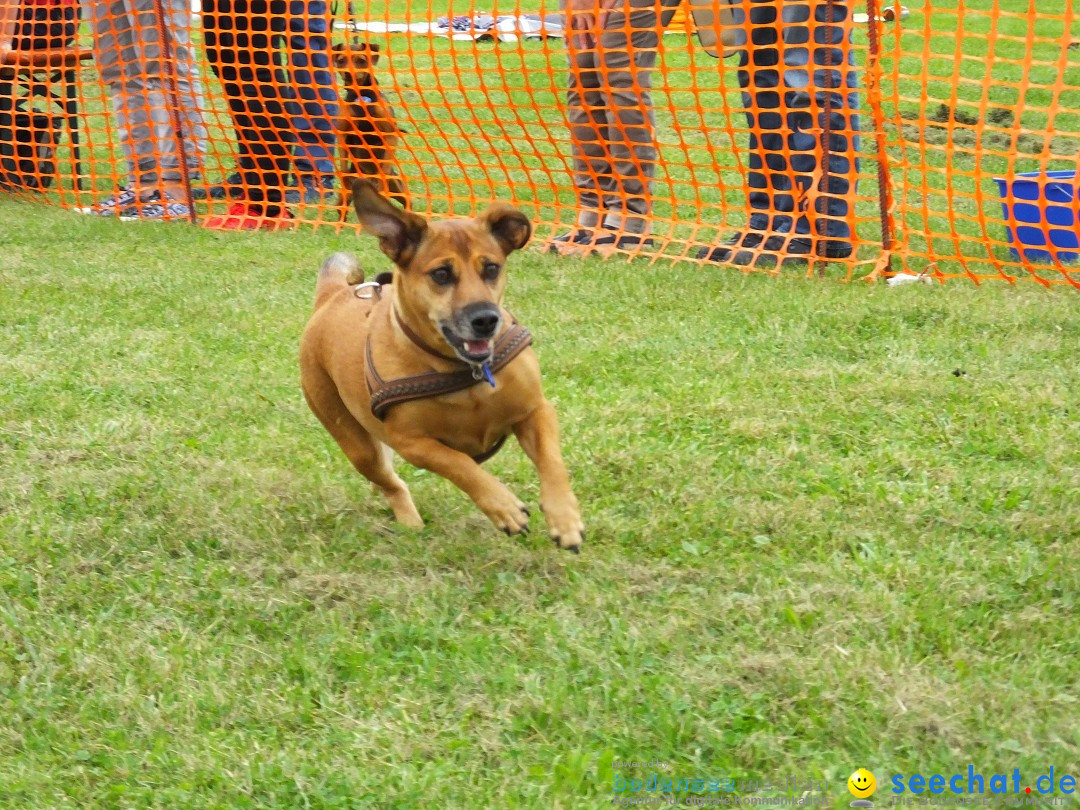 Struppirennen im Tierschutzverein: Bad-Saulgau, 04.09.2016