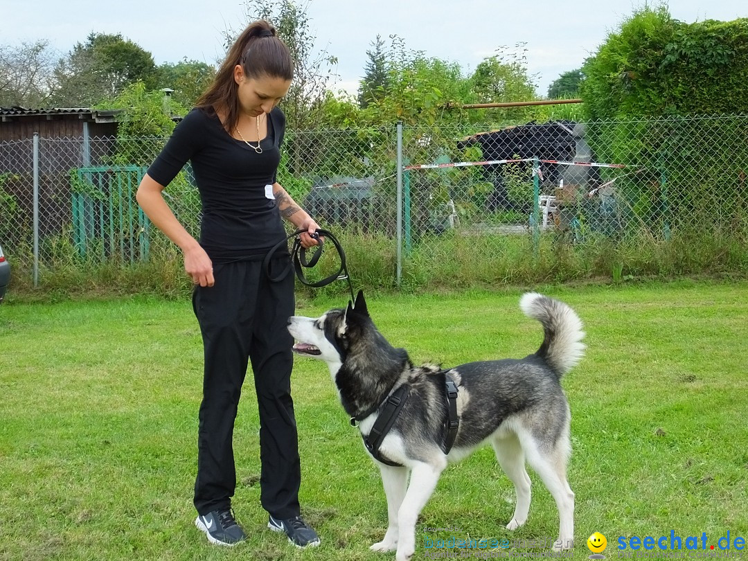 Struppirennen im Tierschutzverein: Bad-Saulgau, 04.09.2016