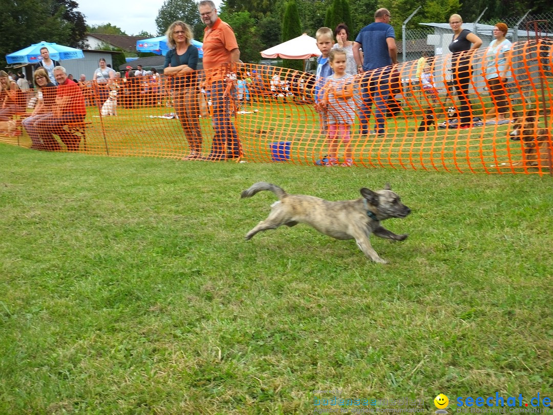 Struppirennen im Tierschutzverein: Bad-Saulgau, 04.09.2016