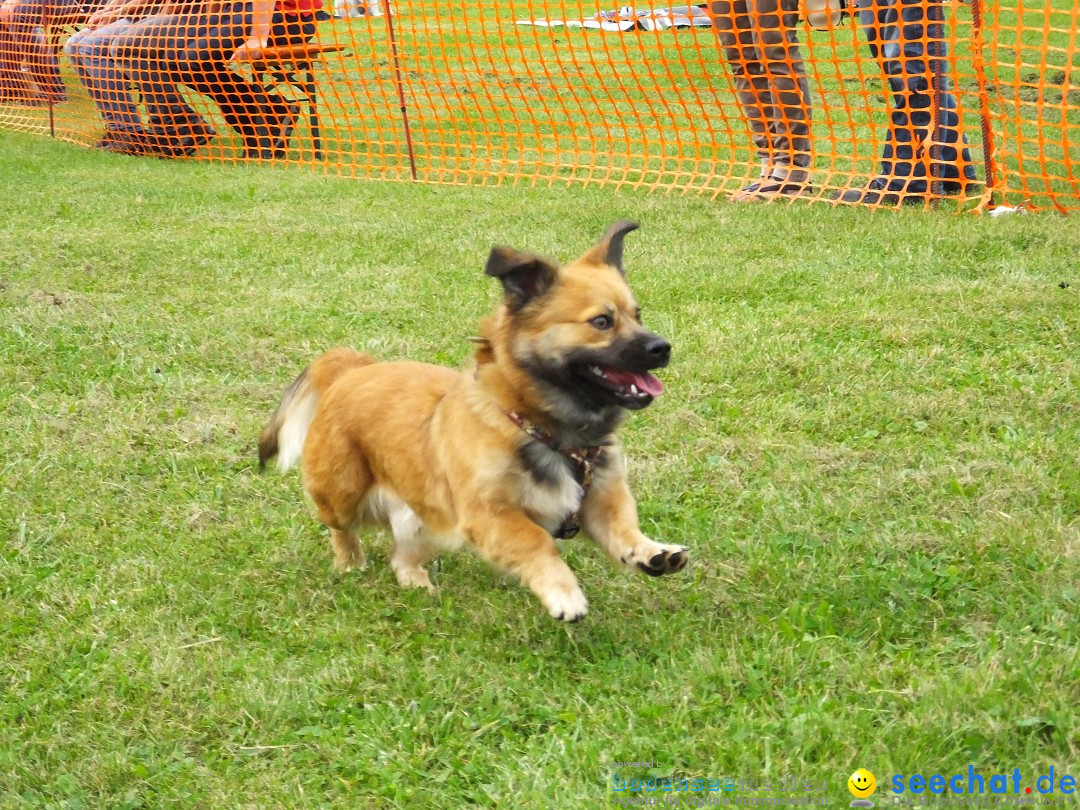 Struppirennen im Tierschutzverein: Bad-Saulgau, 04.09.2016