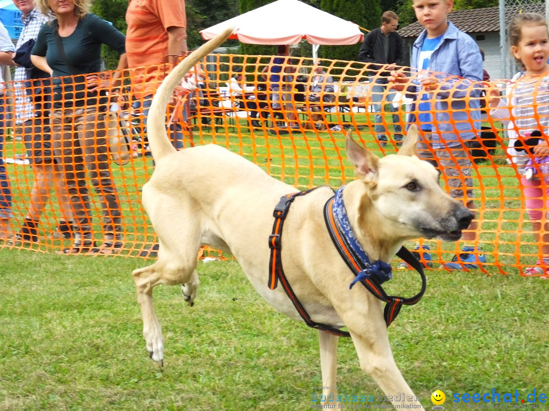 Struppirennen im Tierschutzverein: Bad-Saulgau, 04.09.2016