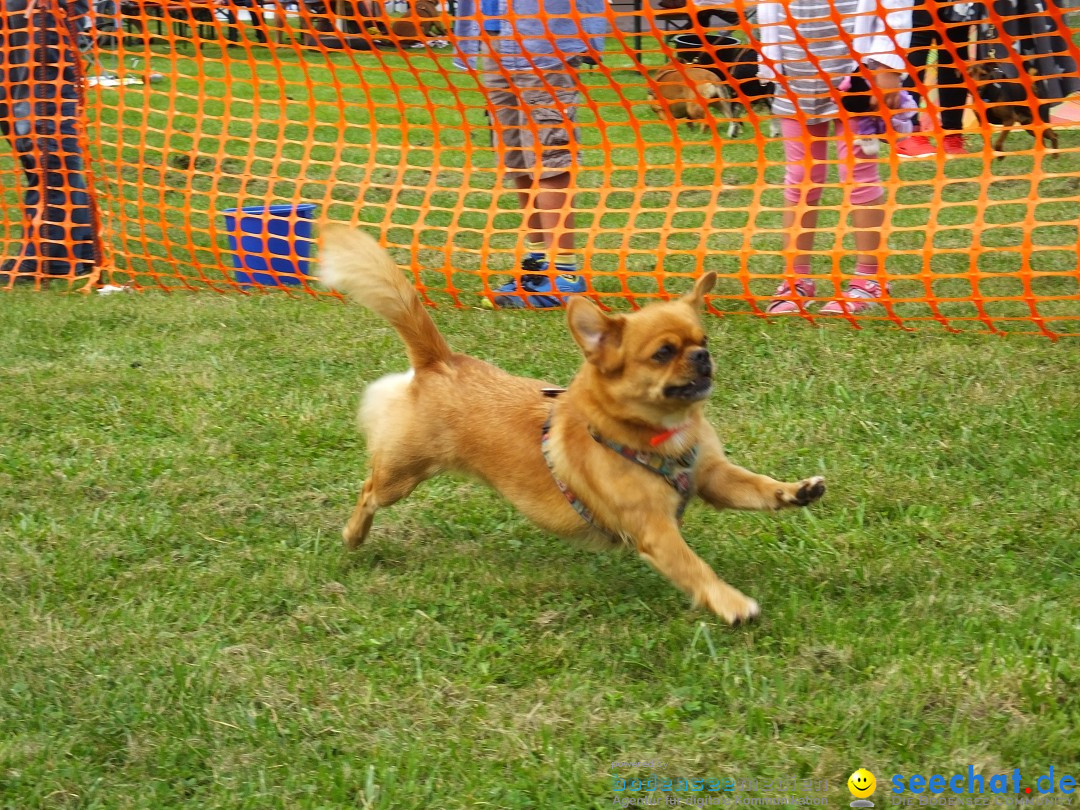 Struppirennen im Tierschutzverein: Bad-Saulgau, 04.09.2016