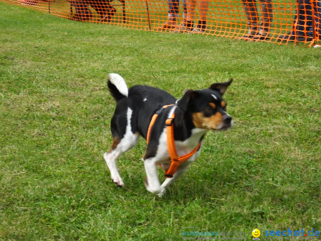 Struppirennen im Tierschutzverein: Bad-Saulgau, 04.09.2016