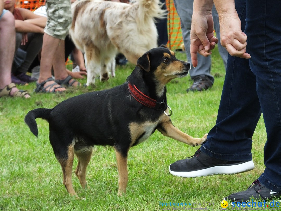 Struppirennen im Tierschutzverein: Bad-Saulgau, 04.09.2016