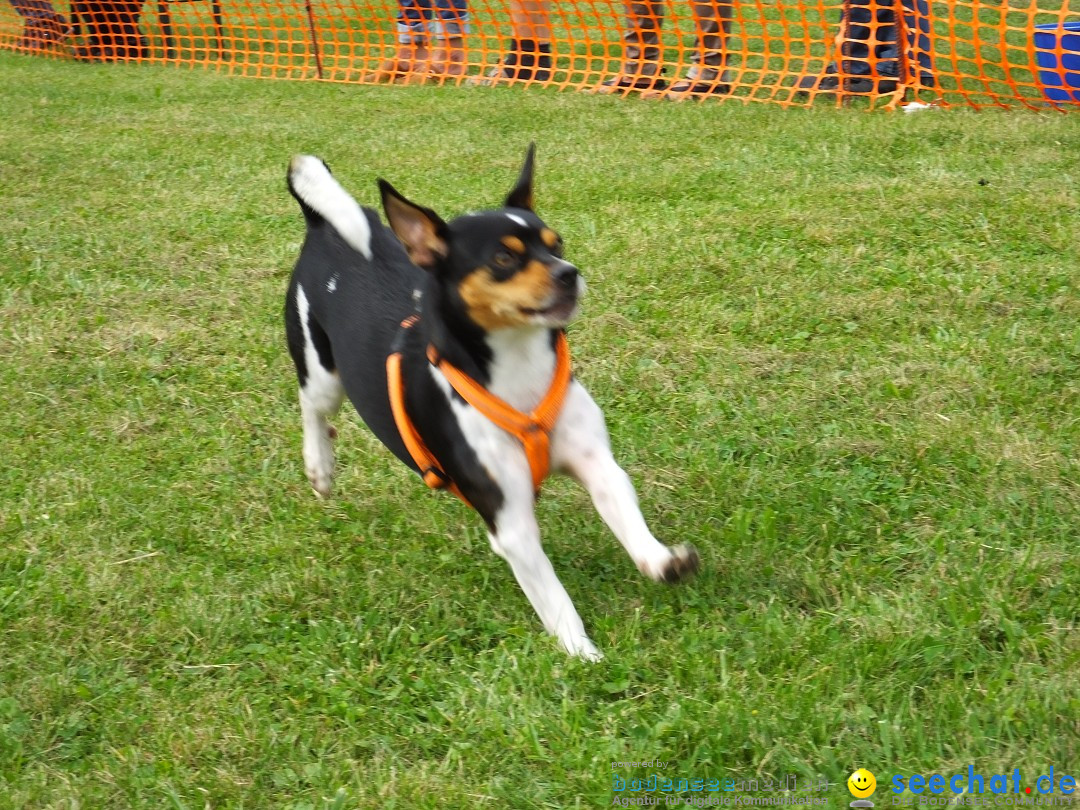 Struppirennen im Tierschutzverein: Bad-Saulgau, 04.09.2016