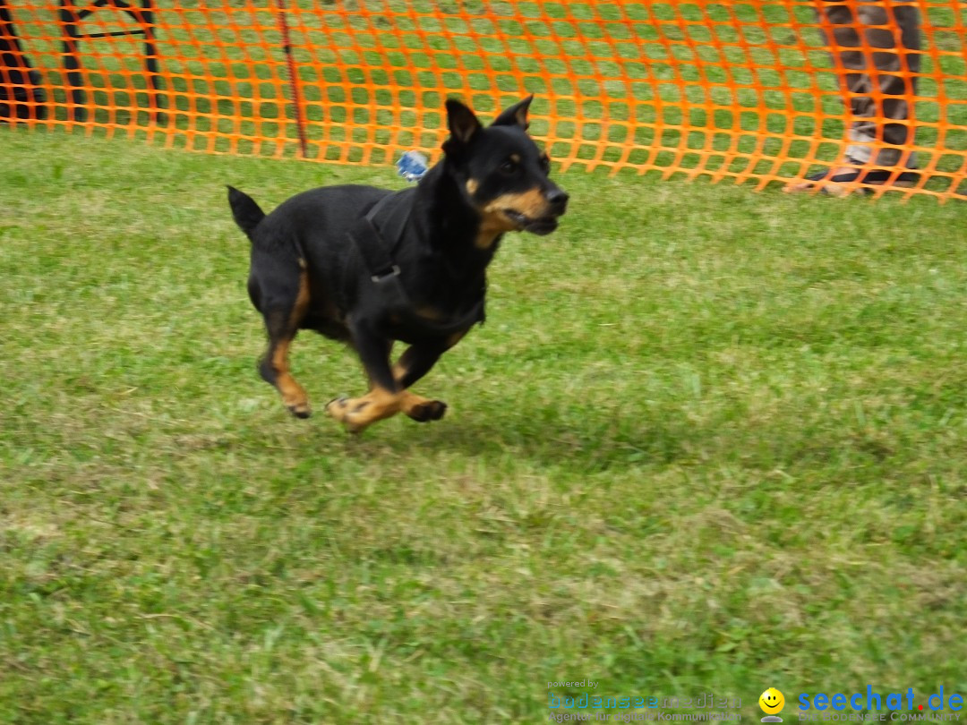 Struppirennen im Tierschutzverein: Bad-Saulgau, 04.09.2016