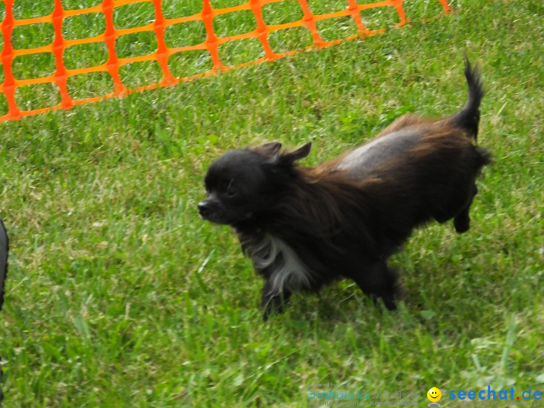 Struppirennen im Tierschutzverein: Bad-Saulgau, 04.09.2016