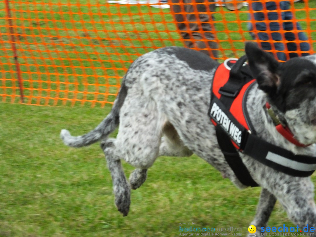 Struppirennen im Tierschutzverein: Bad-Saulgau, 04.09.2016