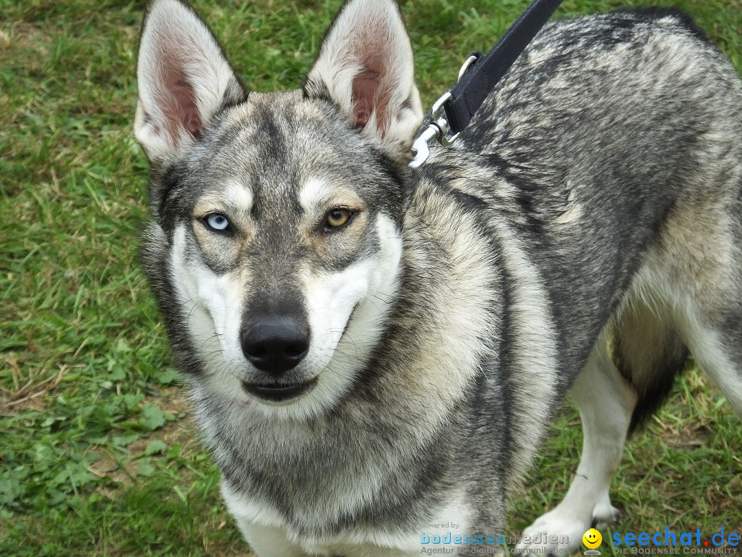 Struppirennen im Tierschutzverein: Bad-Saulgau, 04.09.2016