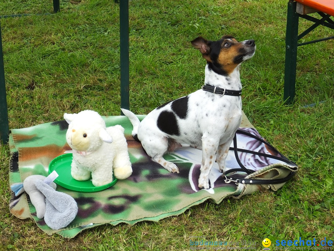 Struppirennen im Tierschutzverein: Bad-Saulgau, 04.09.2016