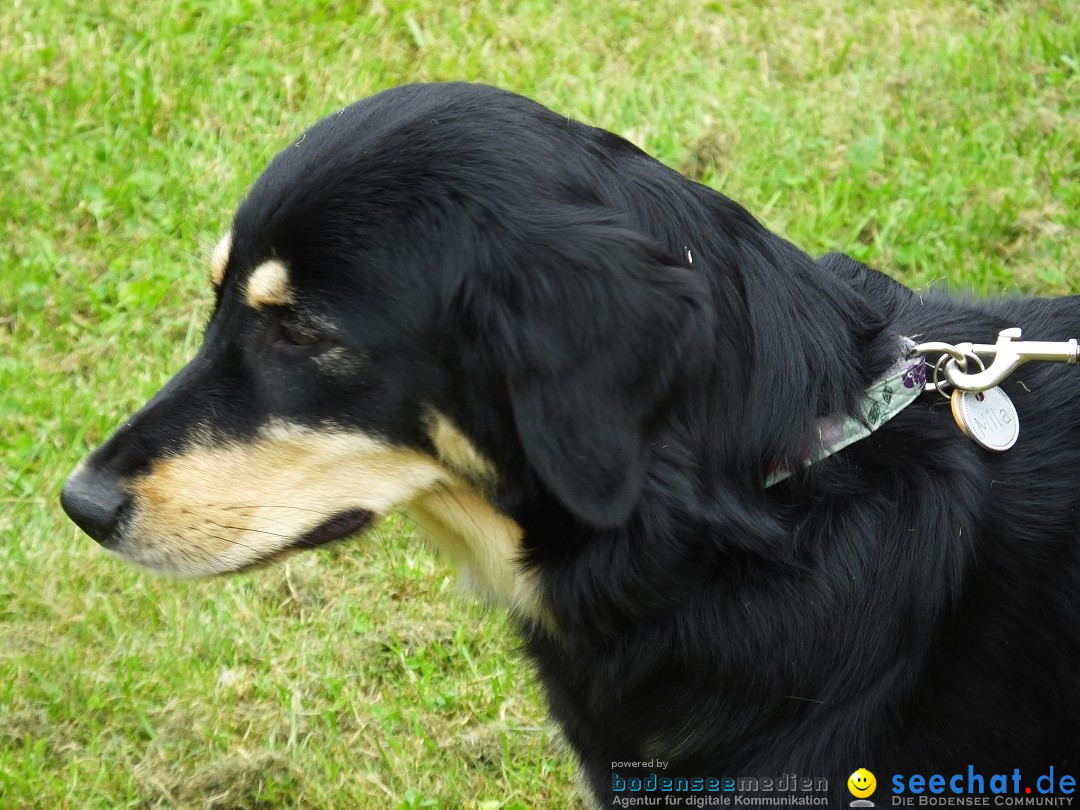 Struppirennen im Tierschutzverein: Bad-Saulgau, 04.09.2016