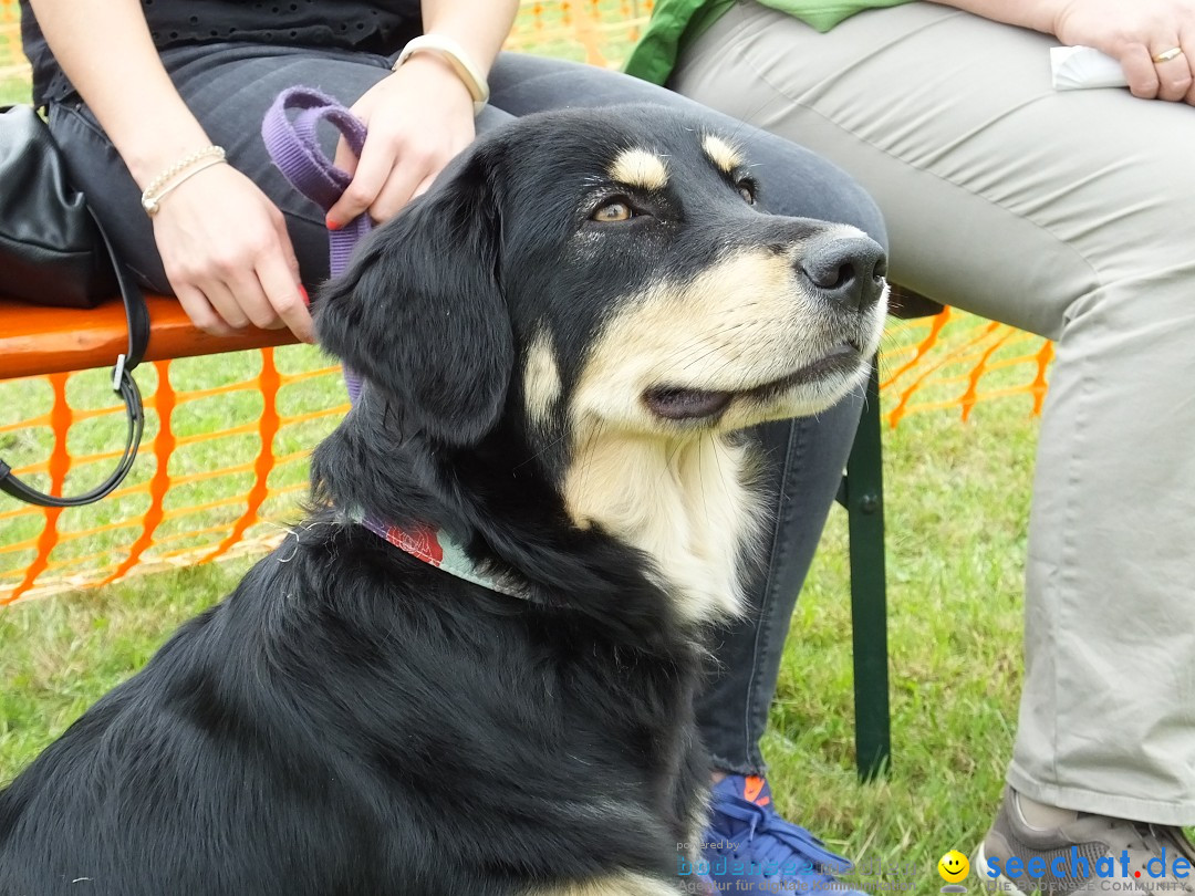 Struppirennen im Tierschutzverein: Bad-Saulgau, 04.09.2016