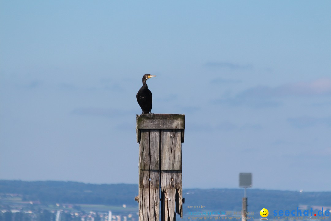 BODENSEEBOOT Breitenquerung, Mirjam Leichsnering: Friedrichshafen, 07.09.20