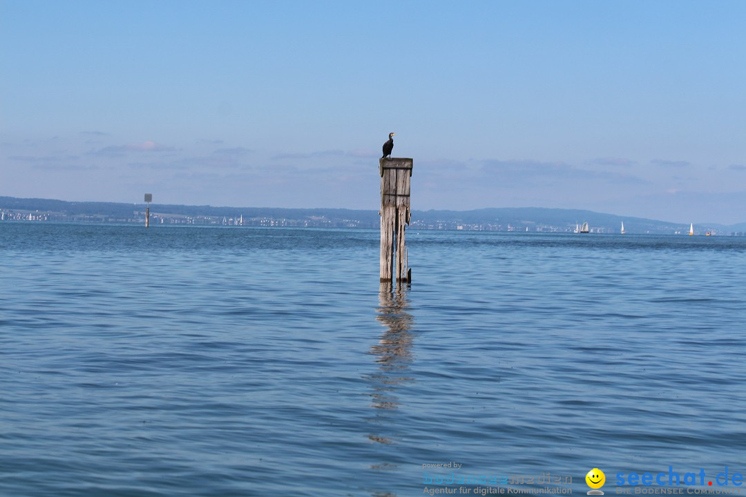 BODENSEEBOOT Breitenquerung, Mirjam Leichsnering: Friedrichshafen, 07.09.20