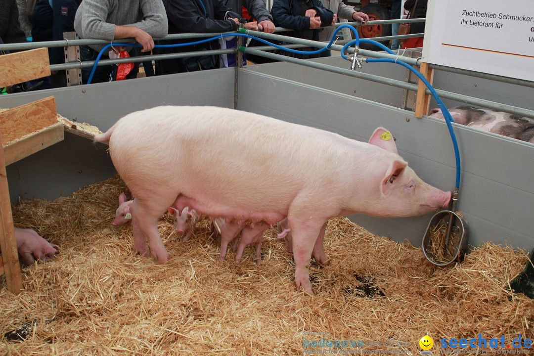 Oberschwabenschau: Ravensburg am Bodensee, 09.10.2016