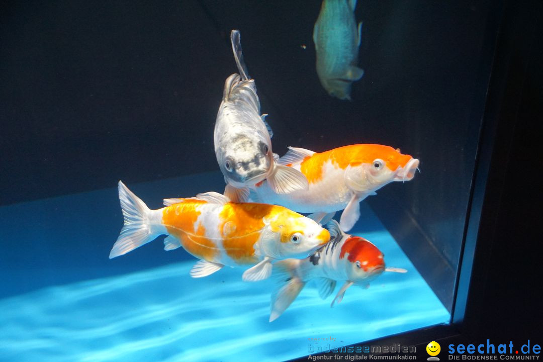 AQUA-FISCH - Internationale Aquaristik-Messe: Friedrichshafen, 06.03.2017