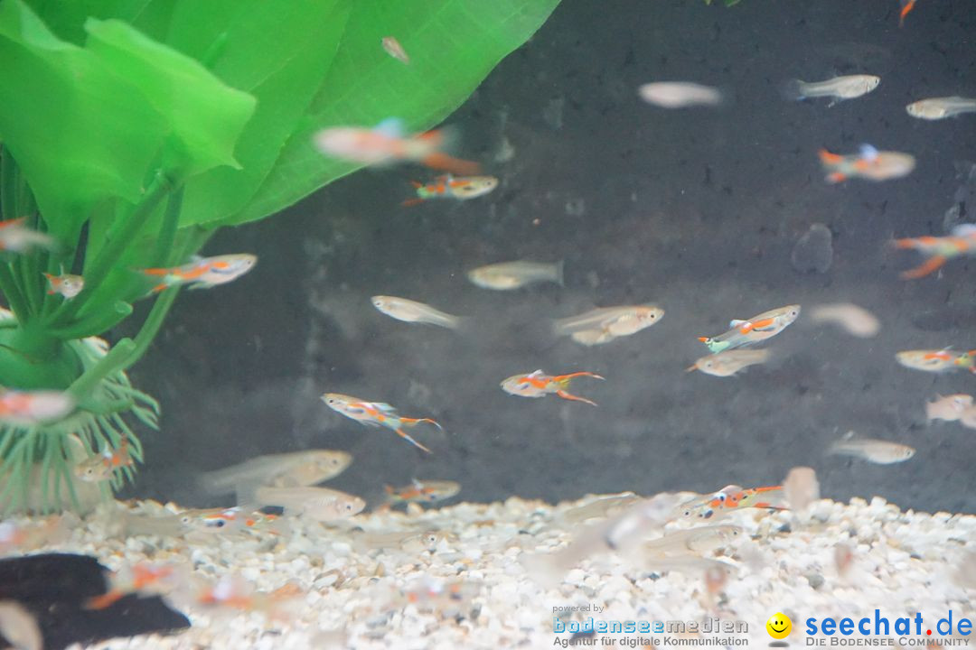 AQUA-FISCH - Internationale Aquaristik-Messe: Friedrichshafen, 06.03.2017