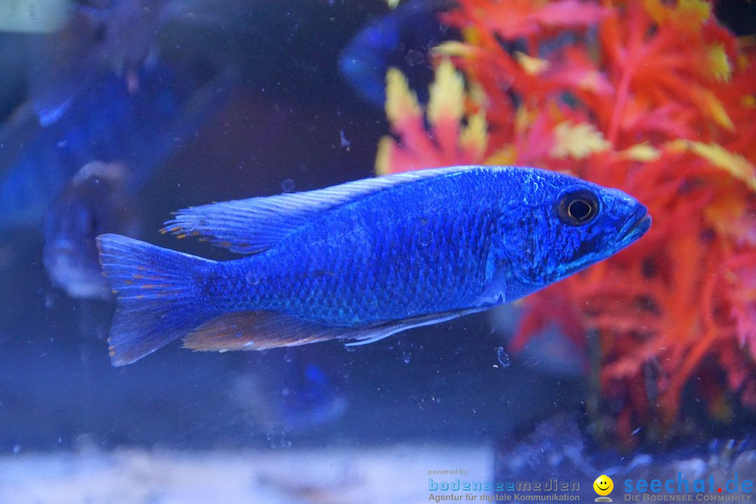 AQUA-FISCH - Internationale Aquaristik-Messe: Friedrichshafen, 06.03.2017