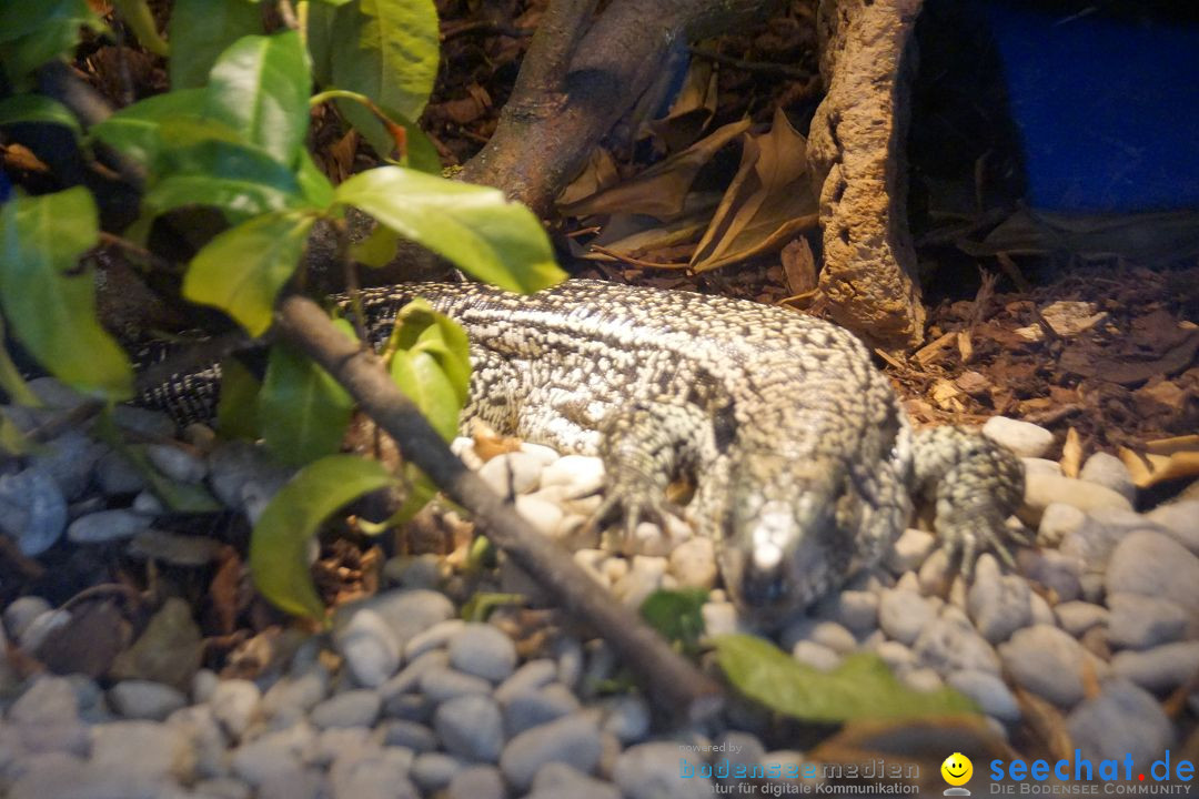 AQUA-FISCH - Internationale Aquaristik-Messe: Friedrichshafen, 06.03.2017