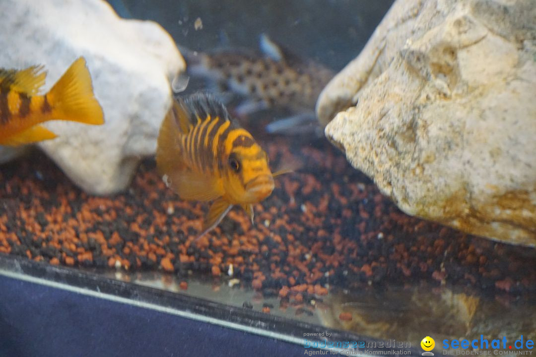 AQUA-FISCH - Internationale Aquaristik-Messe: Friedrichshafen, 06.03.2017