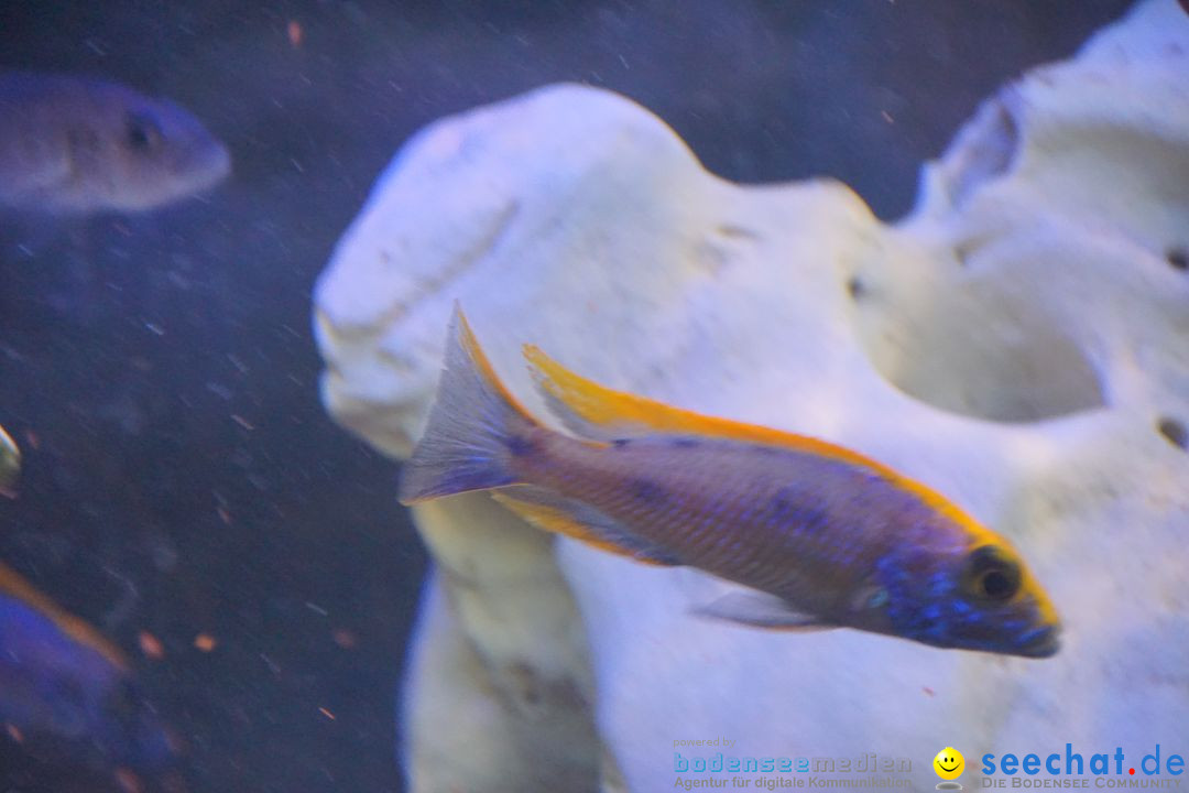 AQUA-FISCH - Internationale Aquaristik-Messe: Friedrichshafen, 06.03.2017