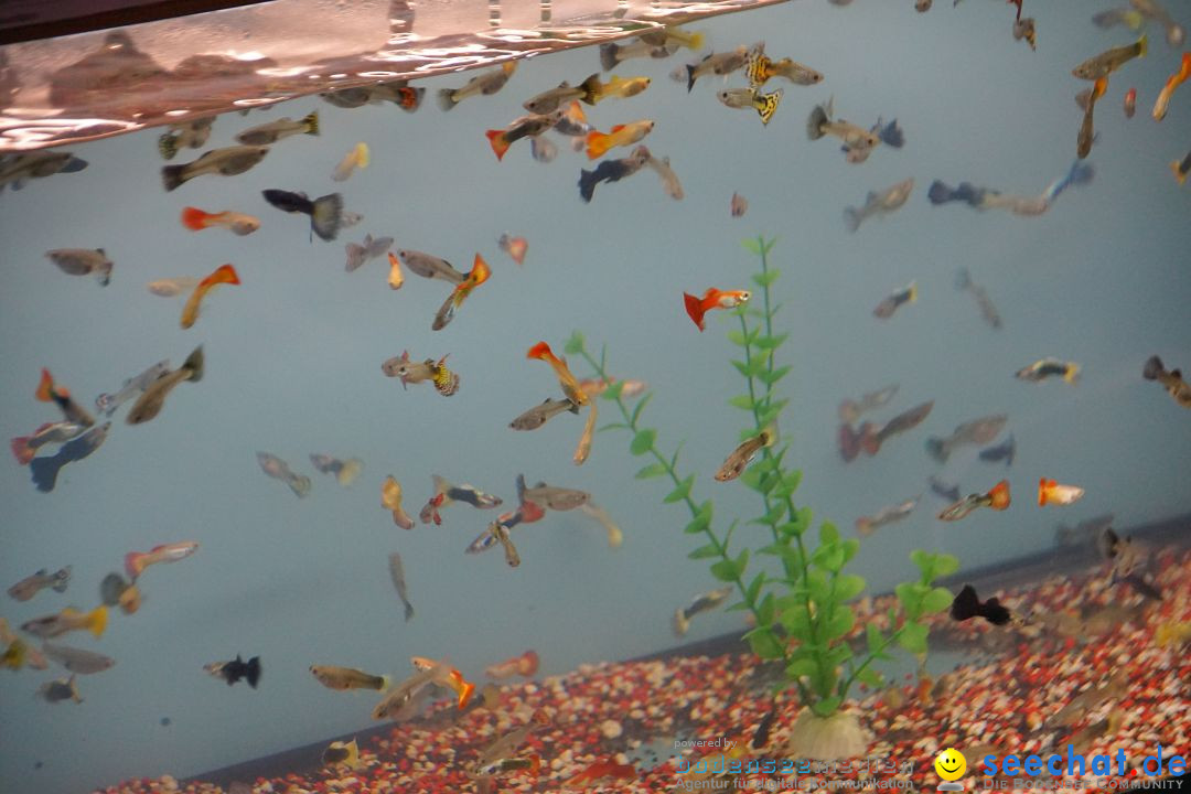 AQUA-FISCH - Internationale Aquaristik-Messe: Friedrichshafen, 06.03.2017