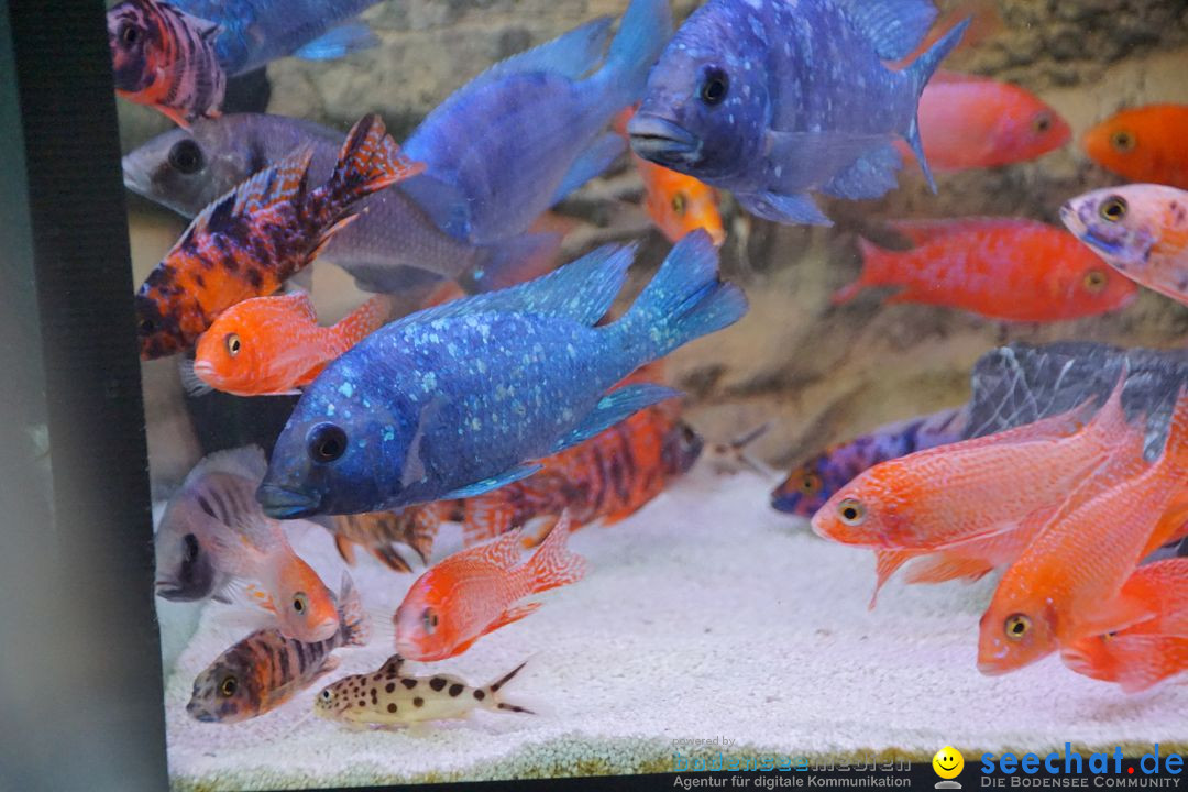 AQUA-FISCH - Internationale Aquaristik-Messe: Friedrichshafen, 06.03.2017