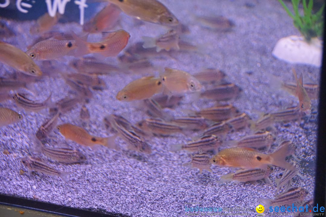 AQUA-FISCH - Internationale Aquaristik-Messe: Friedrichshafen, 06.03.2017