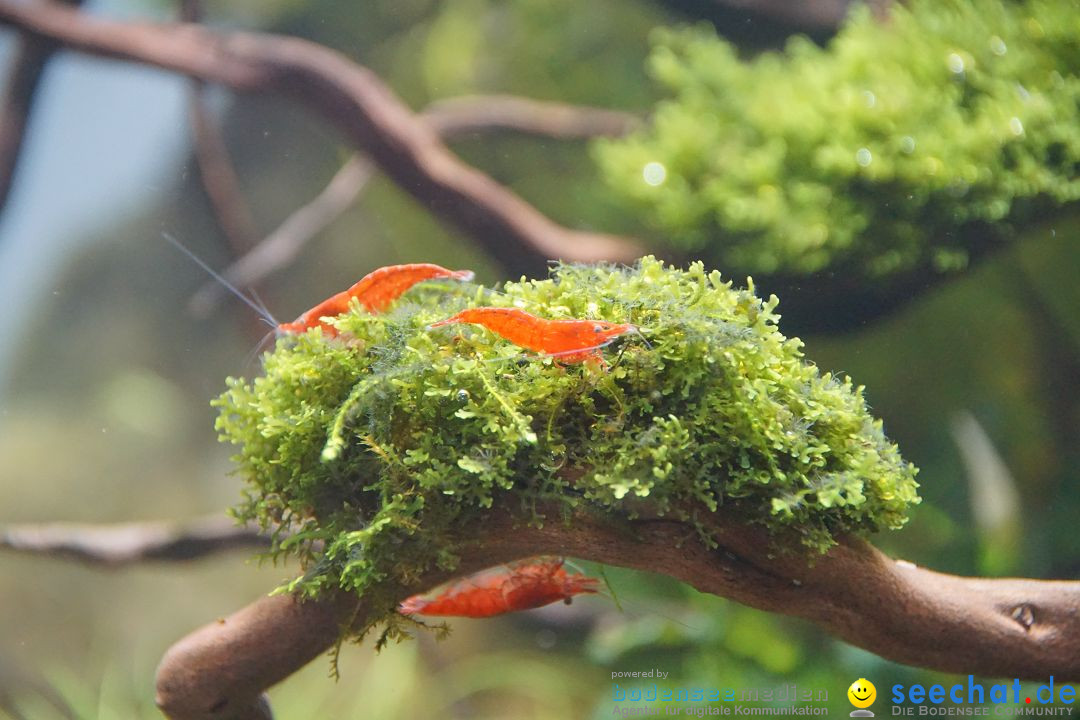 AQUA-FISCH - Internationale Aquaristik-Messe: Friedrichshafen, 06.03.2017