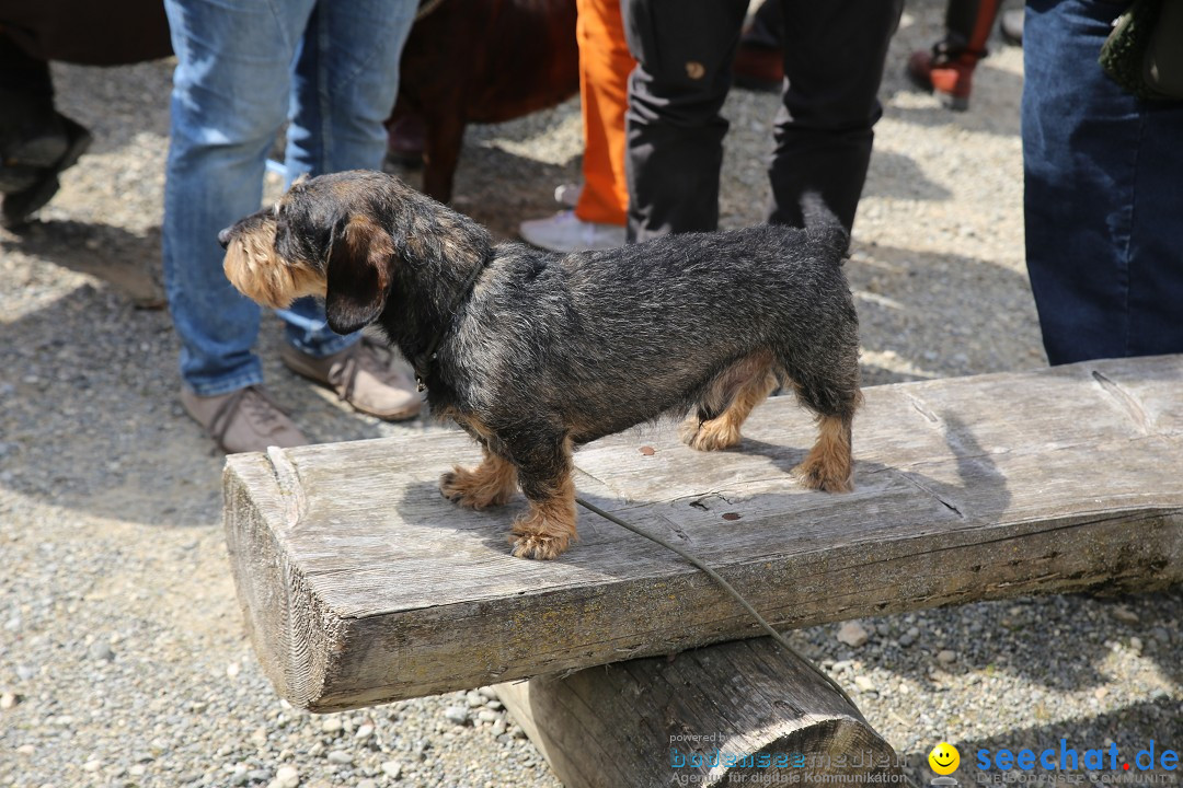 Jagdhundetag Dornsberg der Landesjagdschule: Eigeltingen, 23.04.2017