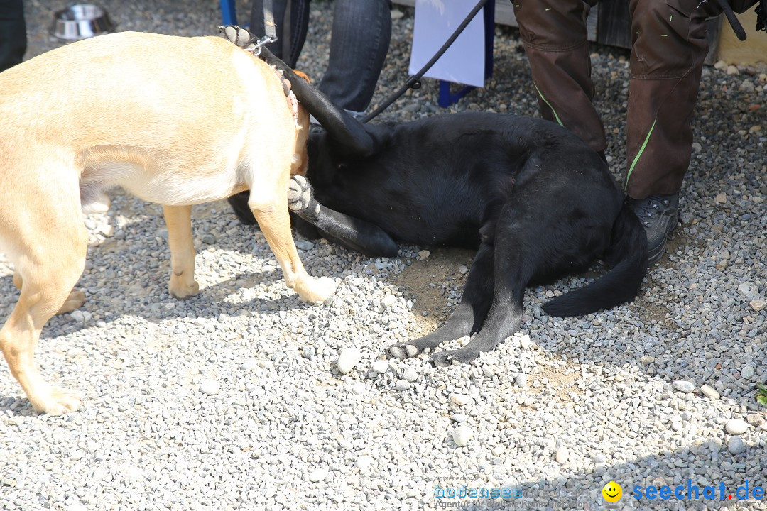 Jagdhundetag Dornsberg der Landesjagdschule: Eigeltingen, 23.04.2017