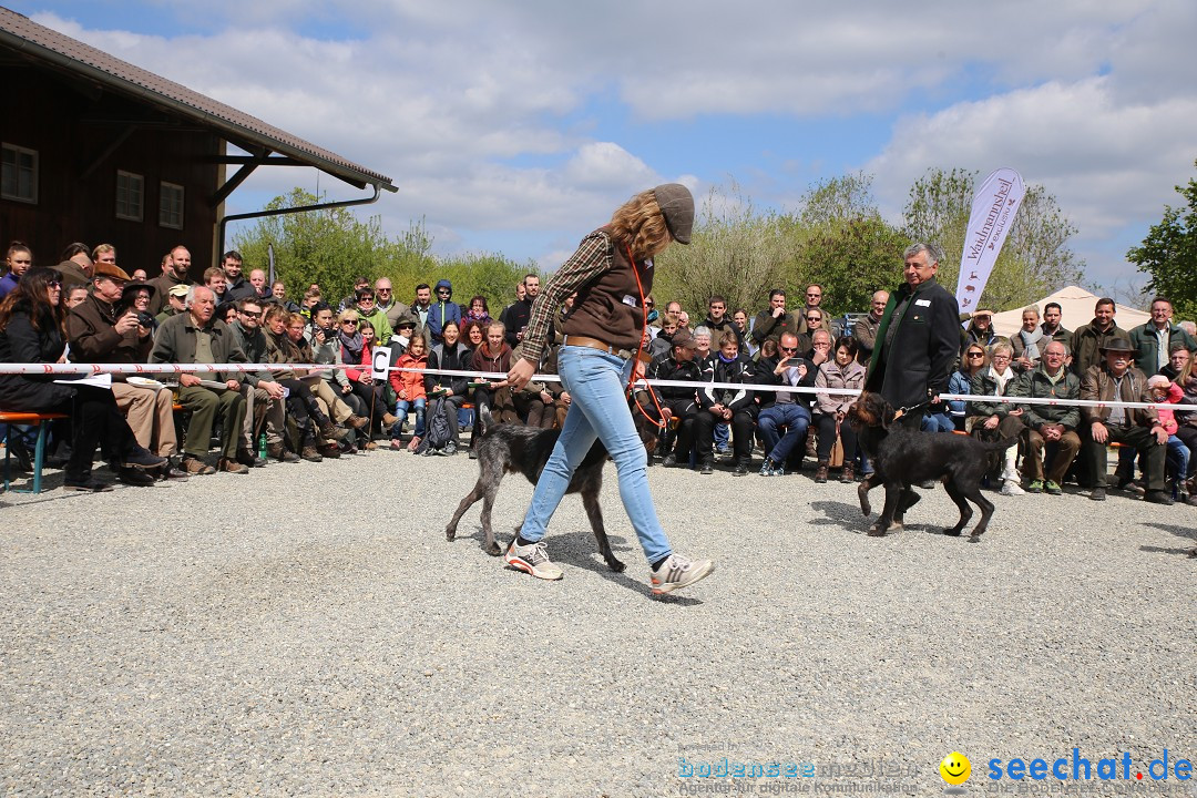 Jagdhundetag Dornsberg der Landesjagdschule: Eigeltingen, 23.04.2017