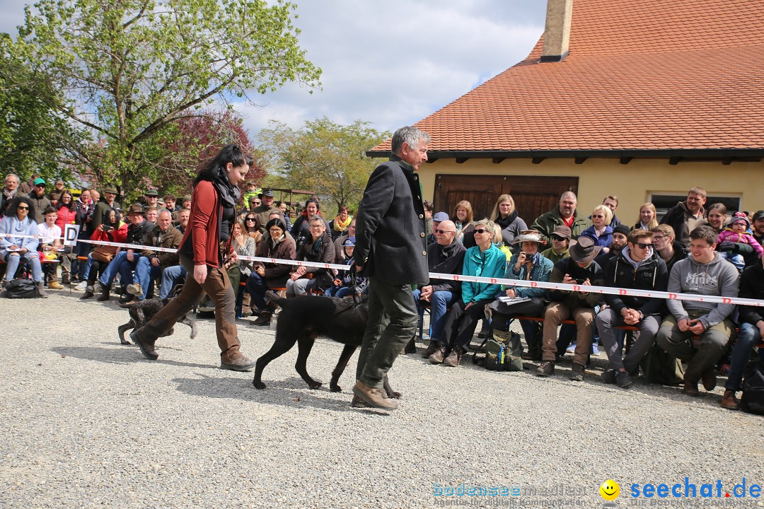 Jagdhundetag Dornsberg der Landesjagdschule: Eigeltingen, 23.04.2017