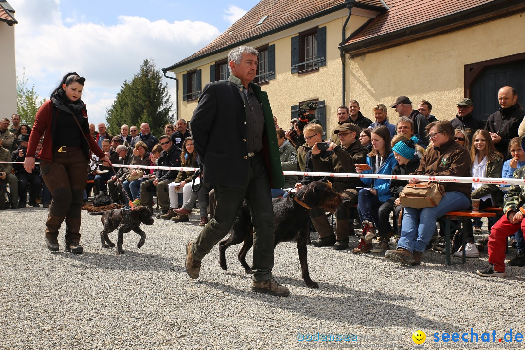 Jagdhundetag Dornsberg der Landesjagdschule: Eigeltingen, 23.04.2017