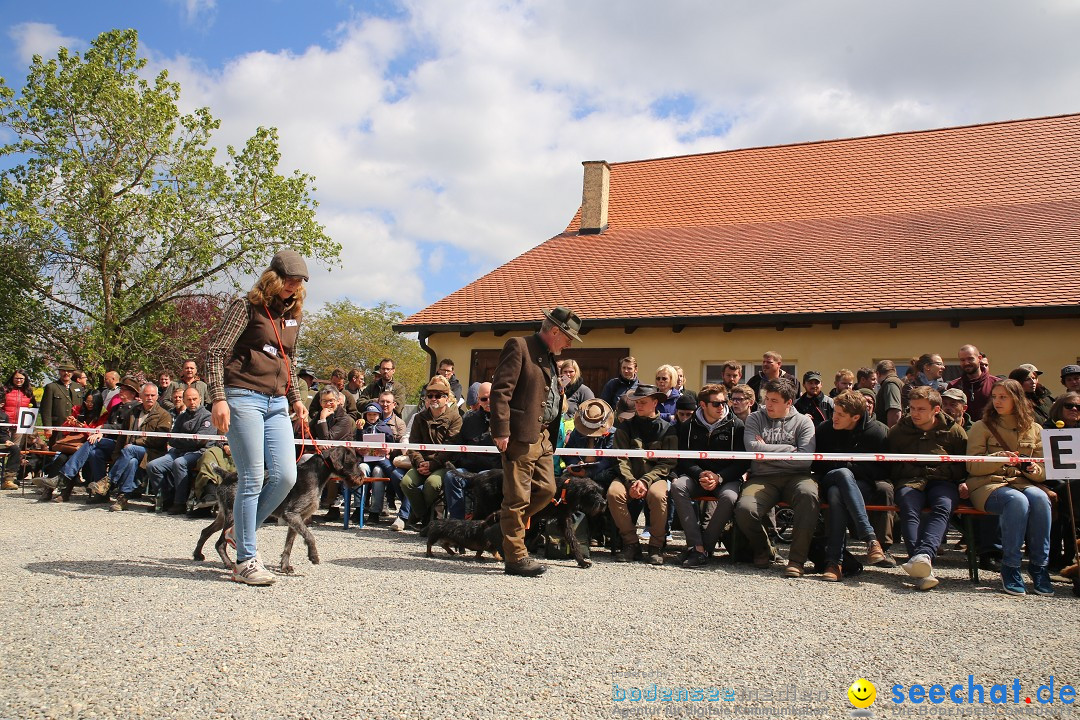 Jagdhundetag Dornsberg der Landesjagdschule: Eigeltingen, 23.04.2017