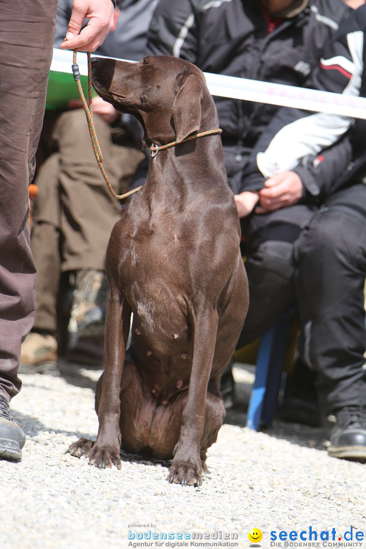 Jagdhundetag Dornsberg der Landesjagdschule: Eigeltingen, 23.04.2017