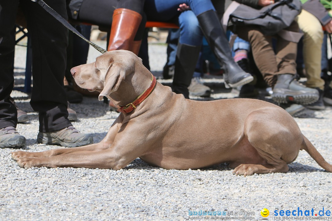 Jagdhundetag Dornsberg der Landesjagdschule: Eigeltingen, 23.04.2017